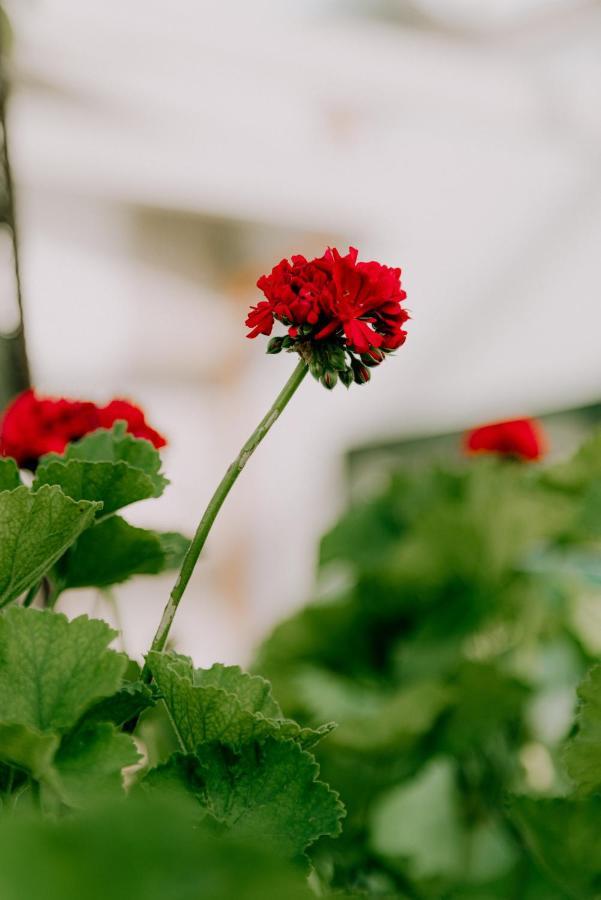 Masseria Agriturismo Il Sorriso Degli Ulivi - Dimora Di Charme Gallipoli Dış mekan fotoğraf